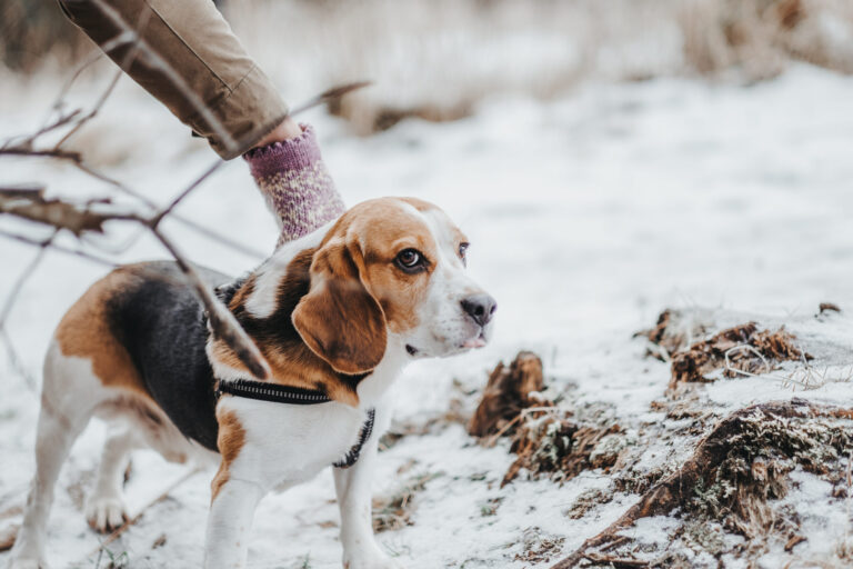 The-Most-Popular-Snow-Dog-Breeds