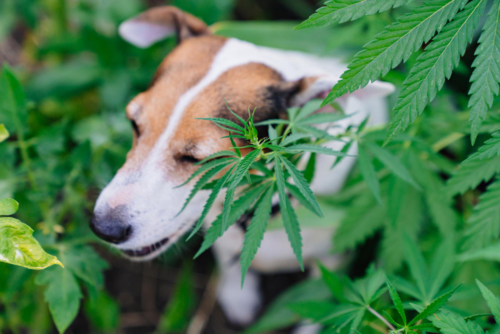 Pet Safe Weed Killers