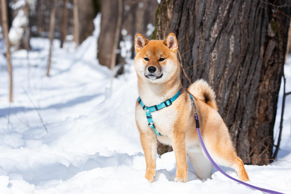 Top Picks For Pets Safest Ice Melt Products In 2023 To Use Around Your Four-Legged Friends This Winter