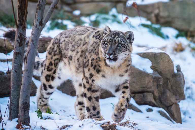 Where Do Snow Leopards Live?
