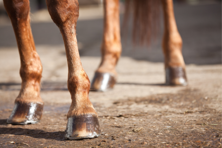 Is Safe Paw Safe For Horse Hooves?
