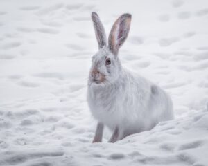 Snow Bunny Pets Keeping Your Furry Friends Safe and Warm This Winter