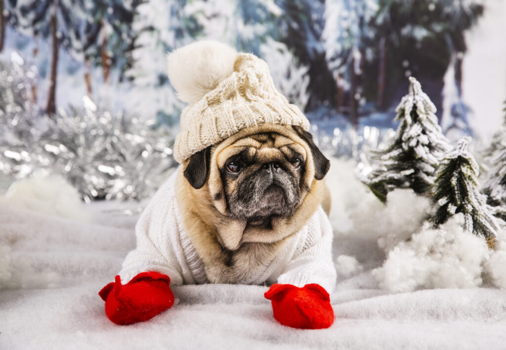 Is Magnesium Chloride Ice Melt Safe for Pets Understanding the Best Pet-Friendly Ice Melters