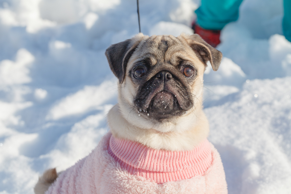 Is Magnesium Chloride Ice Melt Safe for Pets Understanding the Best Pet-Friendly Ice Melters