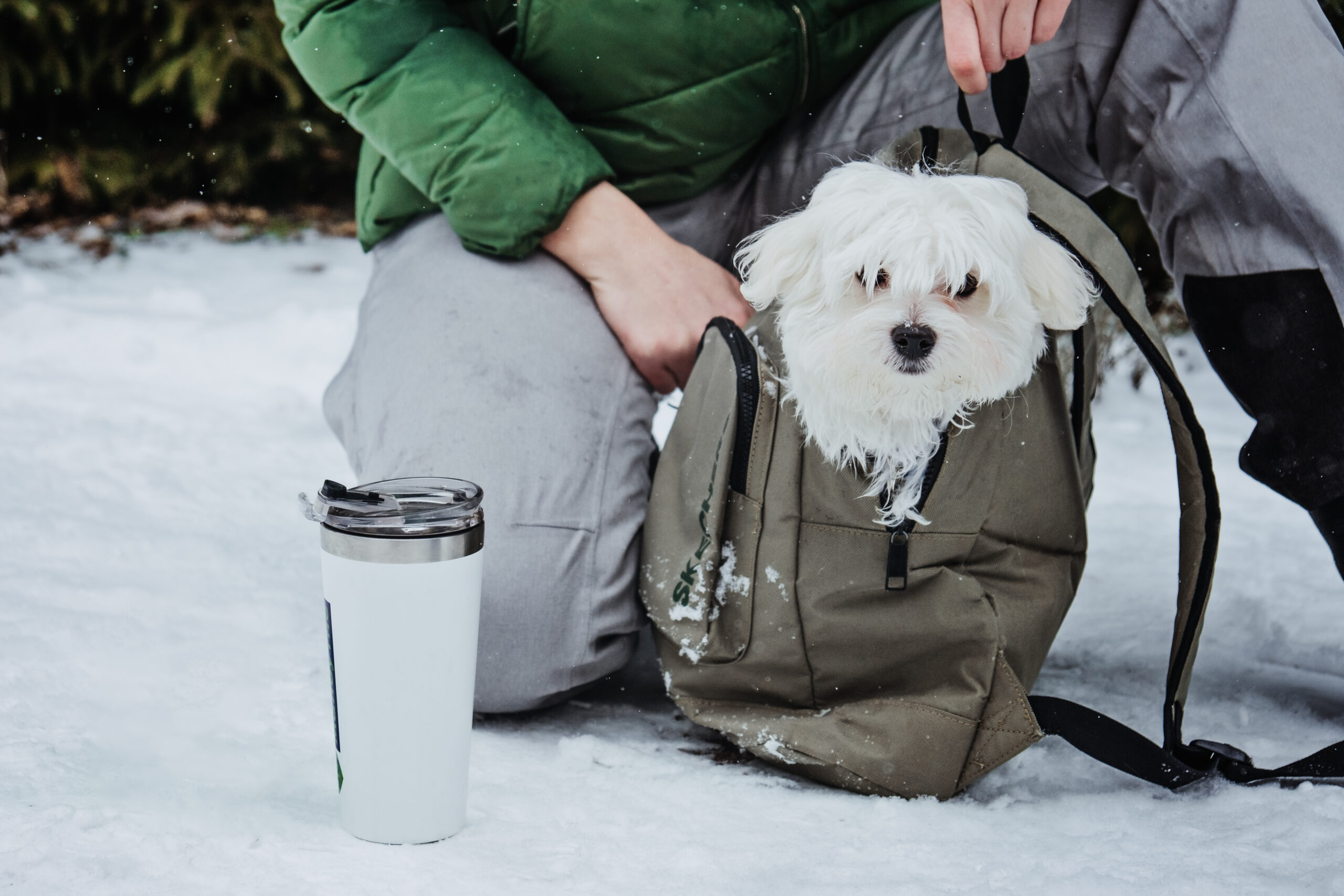 Is Magnesium Chloride Safe for Dogs Evaluating Pet-Friendly Ice Melts
