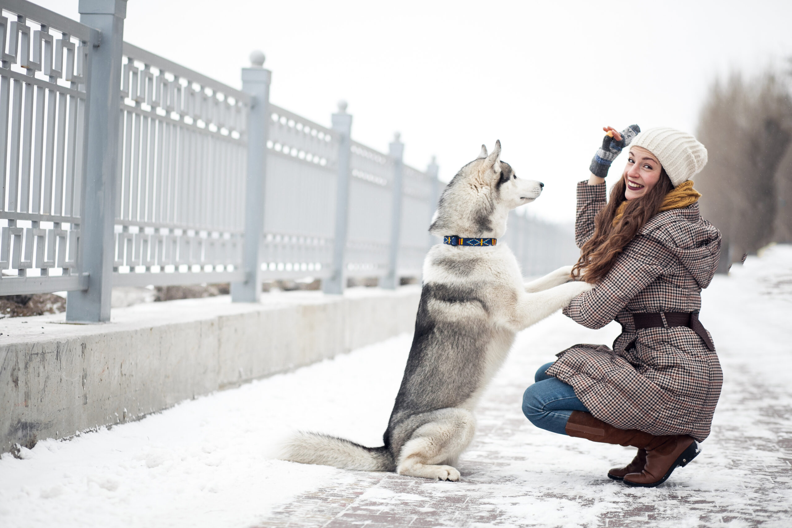 Pet Friendly Ice Melt: A Safe Choice for Your Furry Friends
