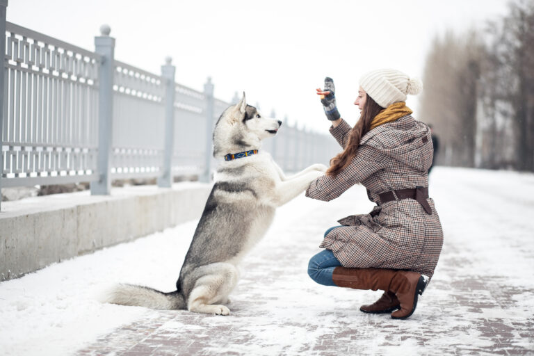 Pet Friendly Ice Melters Ensuring Safe Winter Walks for Your Pets