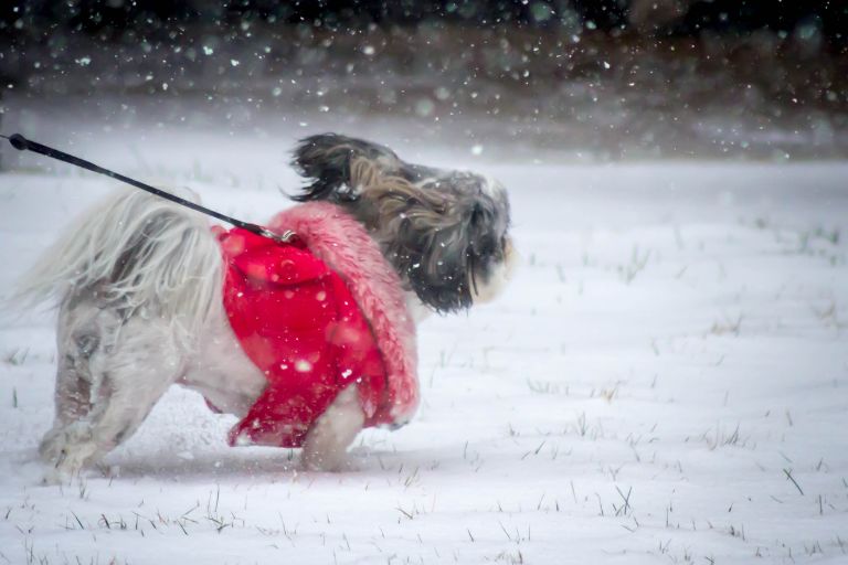 Pet Safe Ice Melt Protecting Your Pets and Concrete This Winter