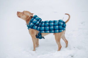 Pet and Concrete Safe Ice Melt Best Options for Winter Safety