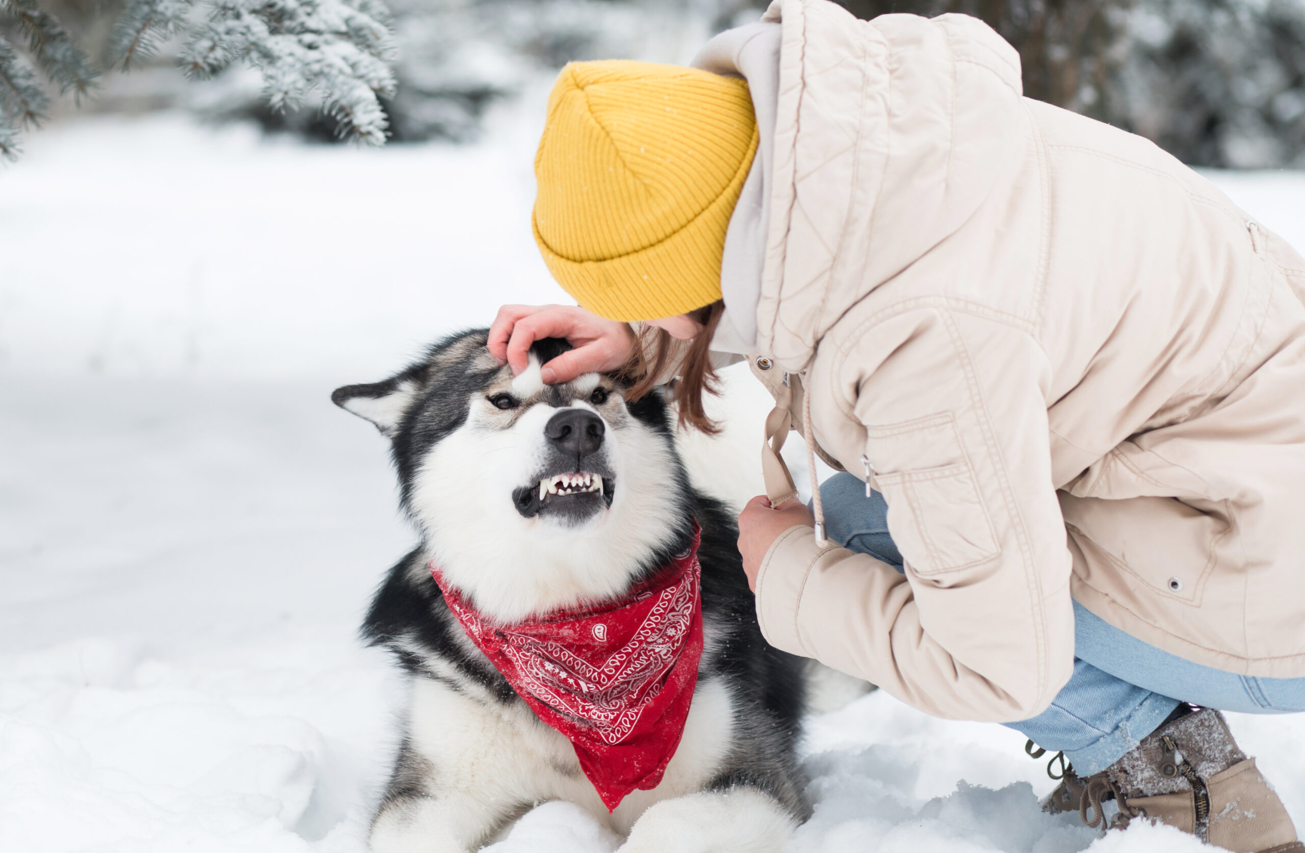 Snowstorm Hits Smoky Mountains & Mid-Atlantic Winter Pet Safety Tips