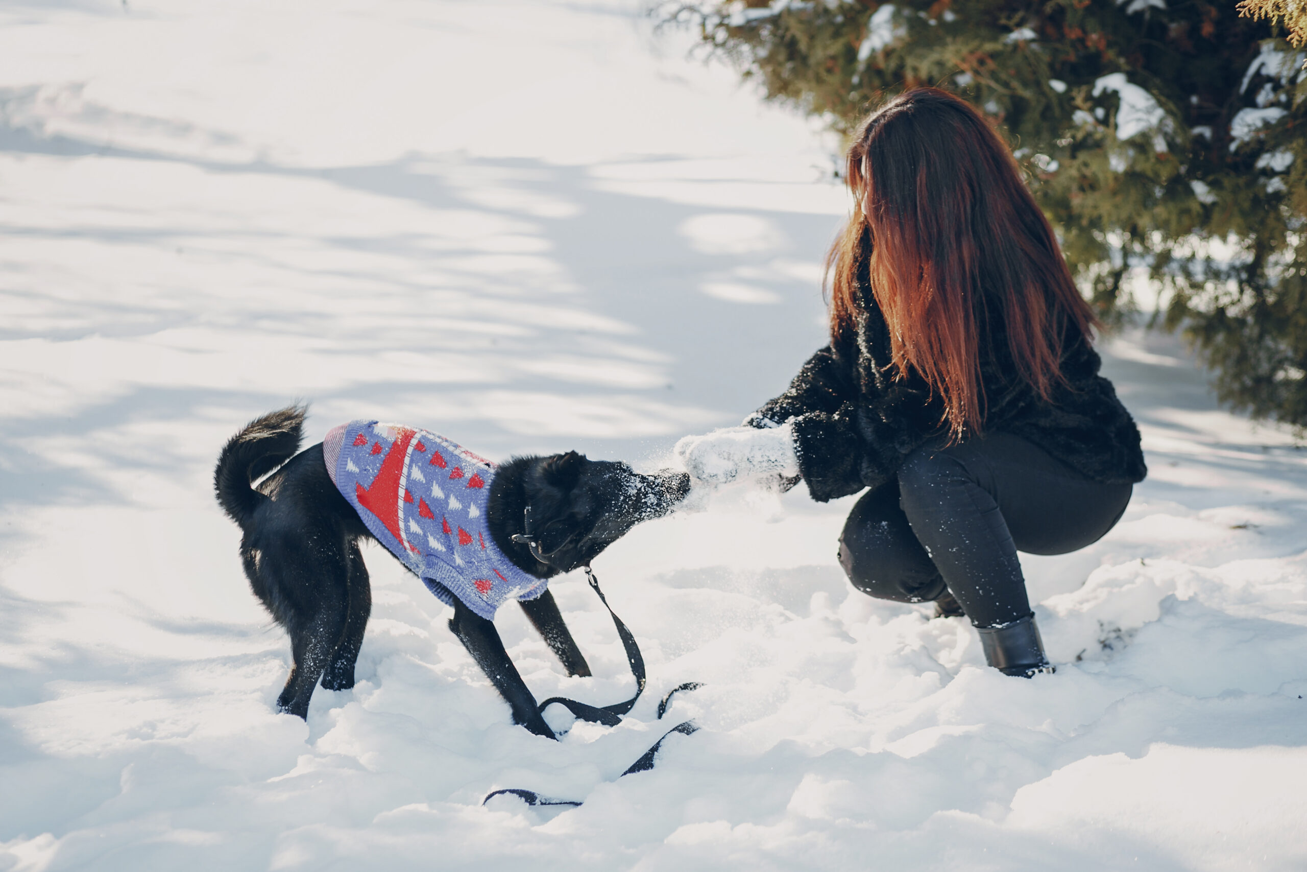 Top Reasons Safe Paw Is the Best Pet Safe Ice Melt for Winter Safety