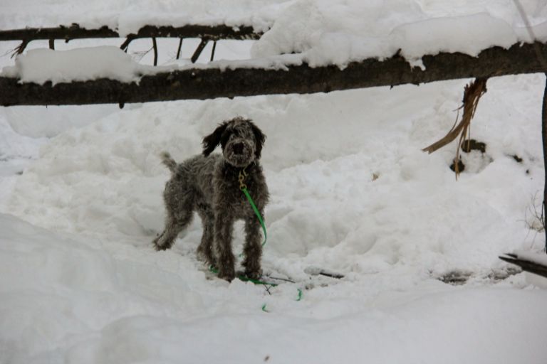 Choosing Ice Melt Safe for Dogs Protecting Your Pet's Paws This Winter