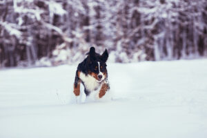 Choosing the Right Ice Melt Why Pet Safe Options Matter