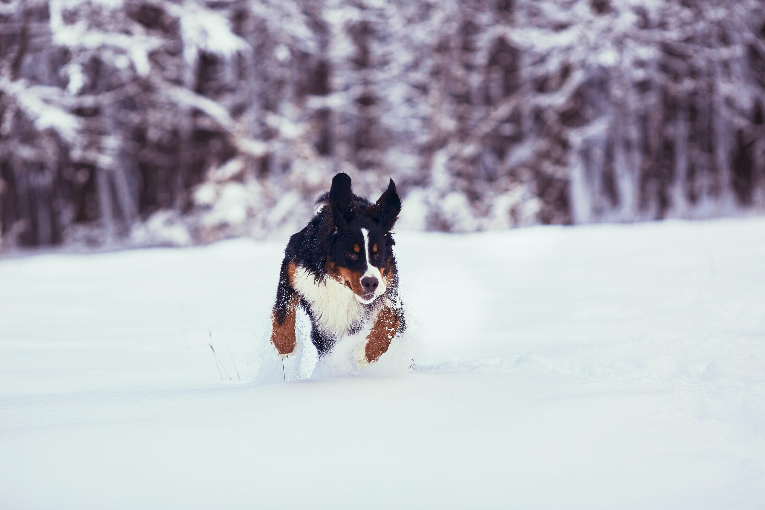 Choosing the Right Ice Melt Why Pet Safe Options Matter
