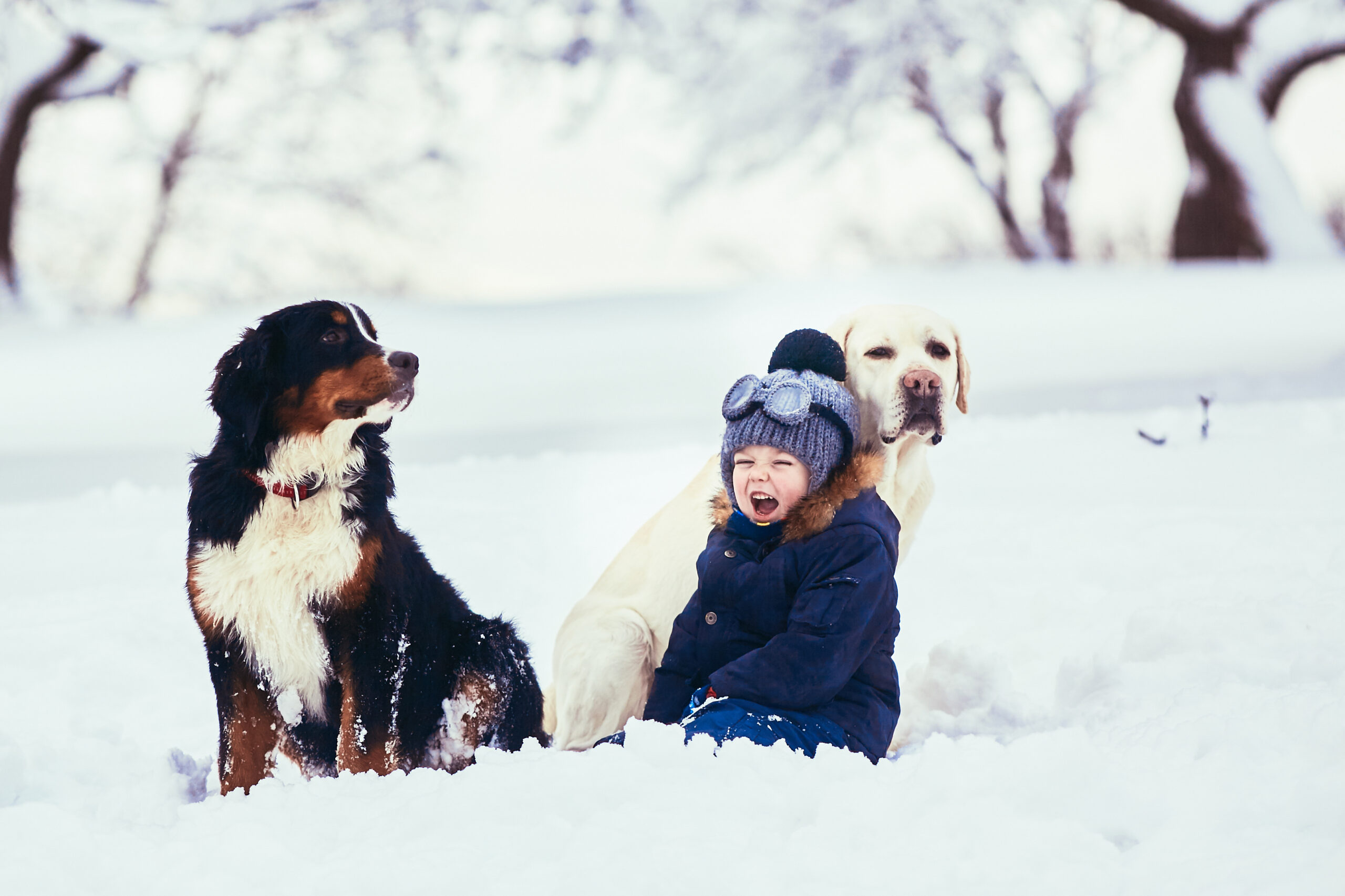 February 3, 2025: Winter Storm Alert and Essential Pet Safety Tips
