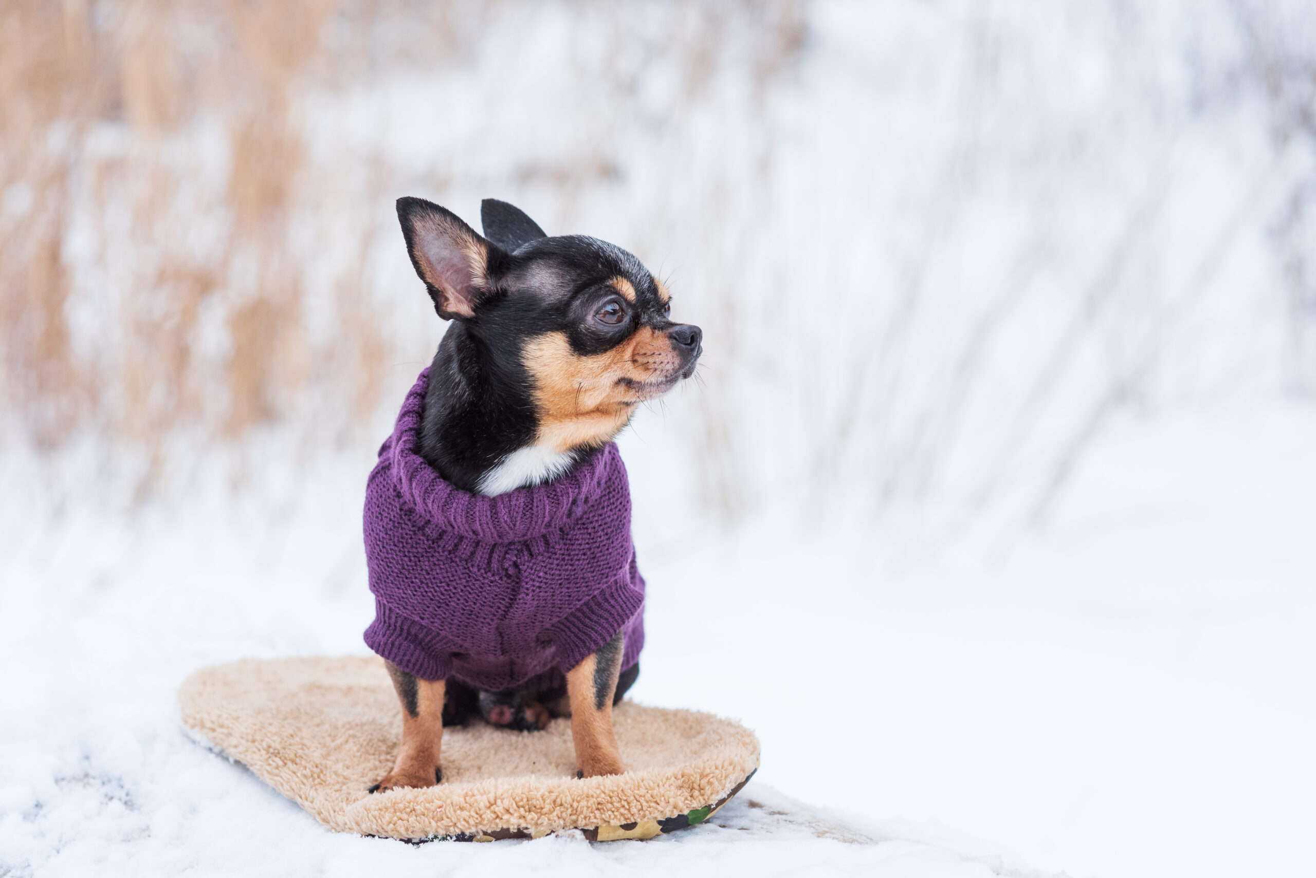 Is Ice Melt Safe for Pets Discover Pet-Friendly Solutions