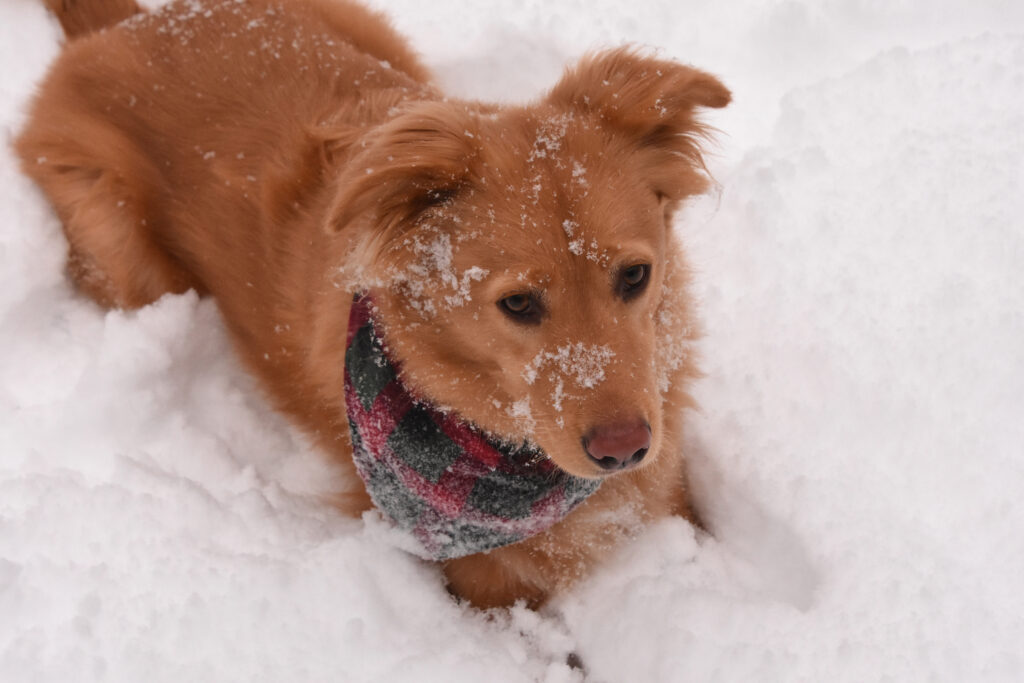 Is Ice Melt Safe for Pets Evaluating Risks and Pet-Friendly Alternatives