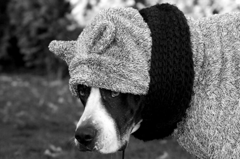 Is Ice Melt Safe for Pets Evaluating Risks and Pet-Friendly Alternatives