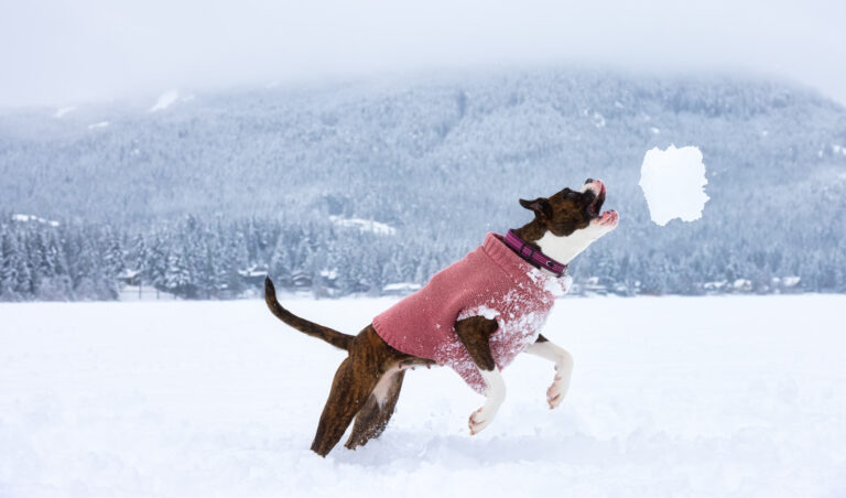 Is Magnesium Chloride Ice Melt Safe for Pets Risks and Safer Alternatives