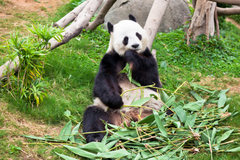 National Zoo's Panda Cam Live Streaming of Giant Pandas Bao Li and Qing Bao
