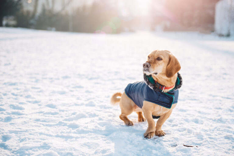 What Ice Melt Is Safe for Dogs? Avoiding Potassium Chloride and Choosing the Best Pet-Friendly Option