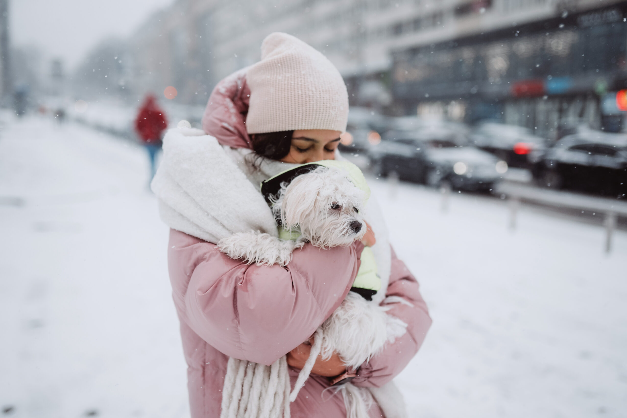 Where to Find Pet Safe Ice Melt Near Me A Complete Winter Guide