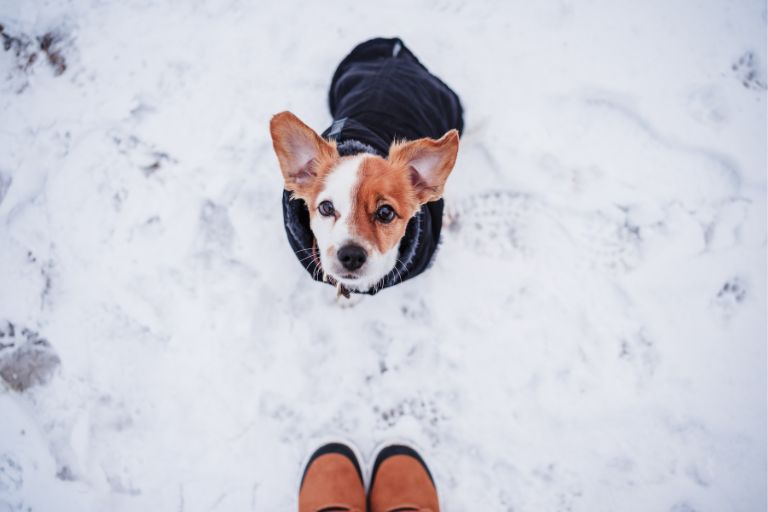 Safe Pet Ice Melt: Protecting Your Pets During Winter
