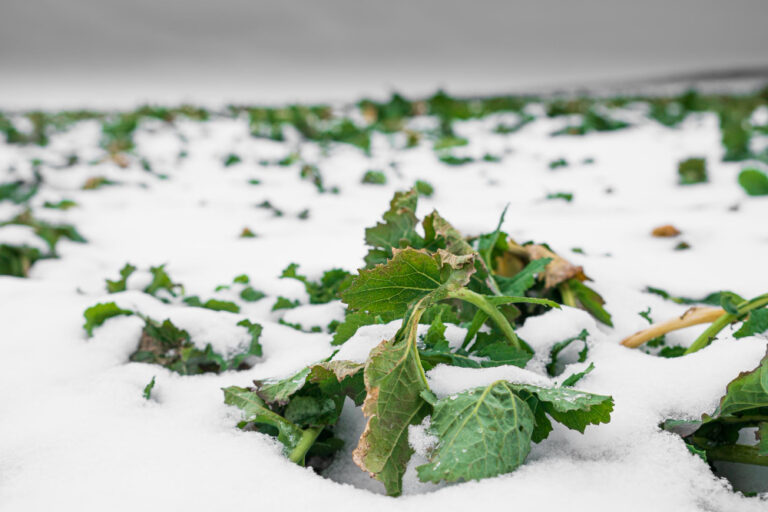 Lawn Care in Winter Park_ Protecting Your Green Spaces from Harmful Ice Melts