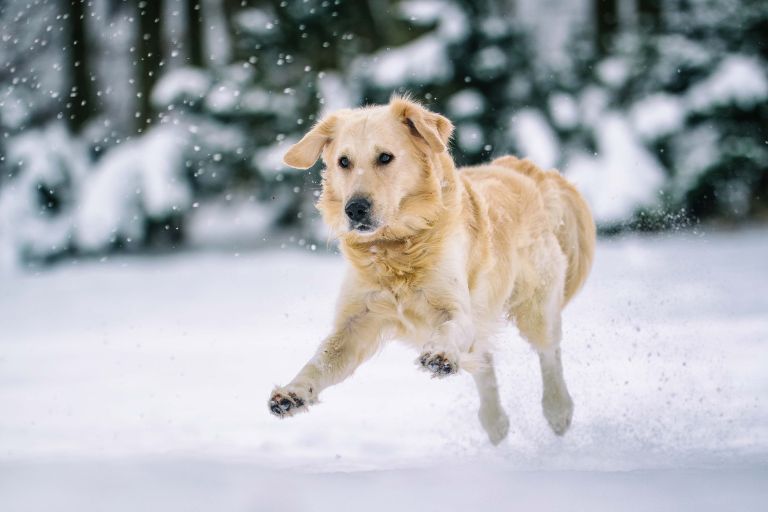 Pet-Friendly Ice Melts: Safe Winter Solutions for Your Pets
