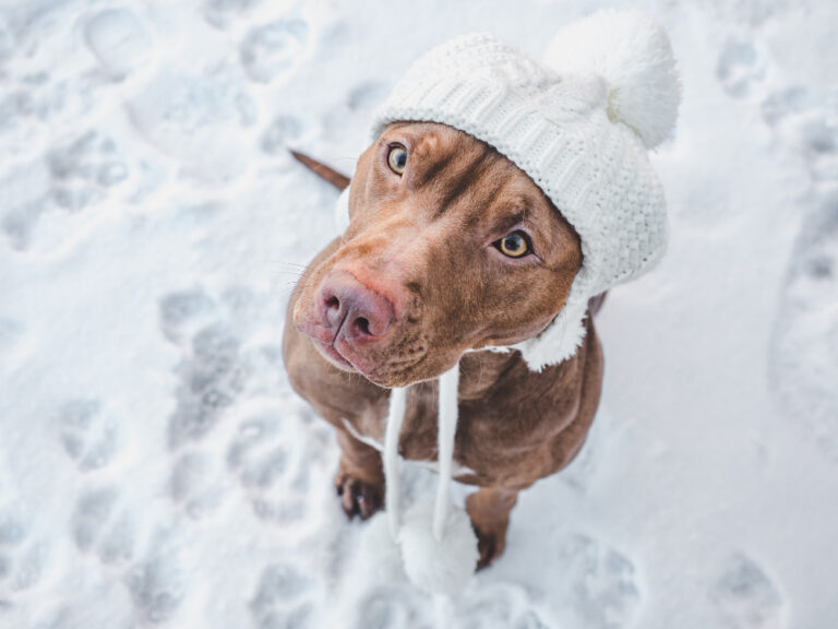 Safe Pet Ice Melt Protecting Your Pets During Winter