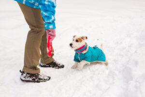 The Best Pet Safe Ice Melt Protecting Paws and Palms This Winter