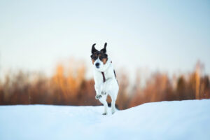 The Hidden Perk of Safe Paw’s Cap Safer Steps for You and Your Pet
