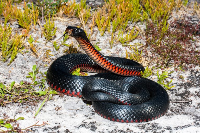 Red-Bellied Black Snakes: Are They Venomous? Behavior and Safety Tips
