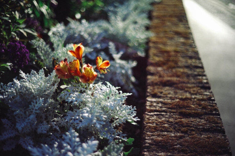 Winter Garden Preparation for Spring Protect Your Lawn and Plants
