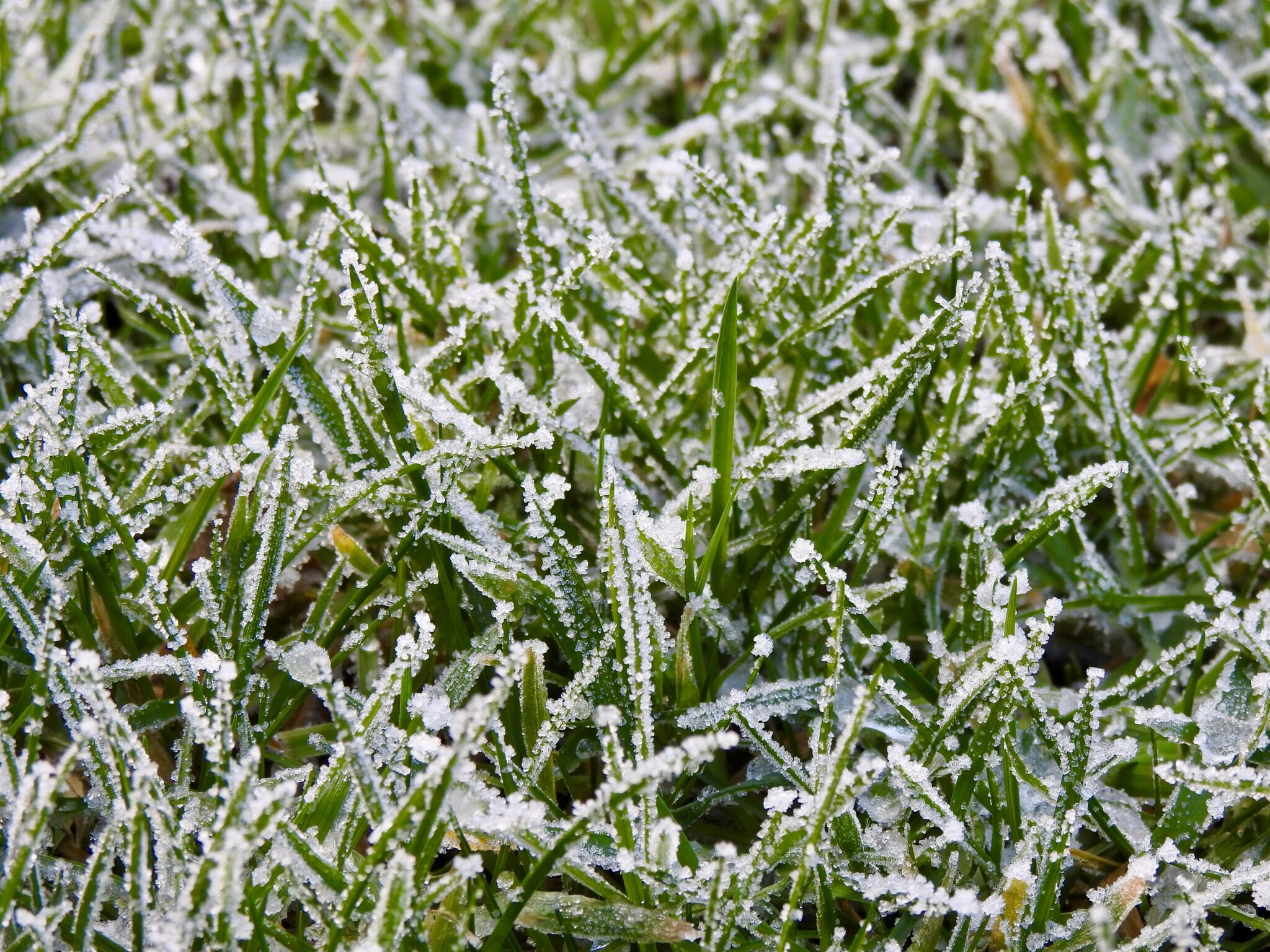 Picture Idea: Can Too Much Safe Paw Or Safe Thaw Harm Grass