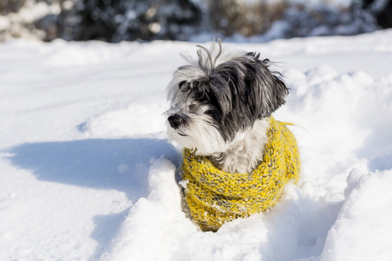 What Makes an Ice Melt Truly Pet Safe Here’s What to Look For