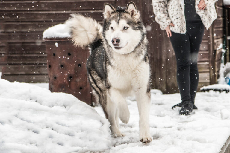 Pet Safe Ice Melt