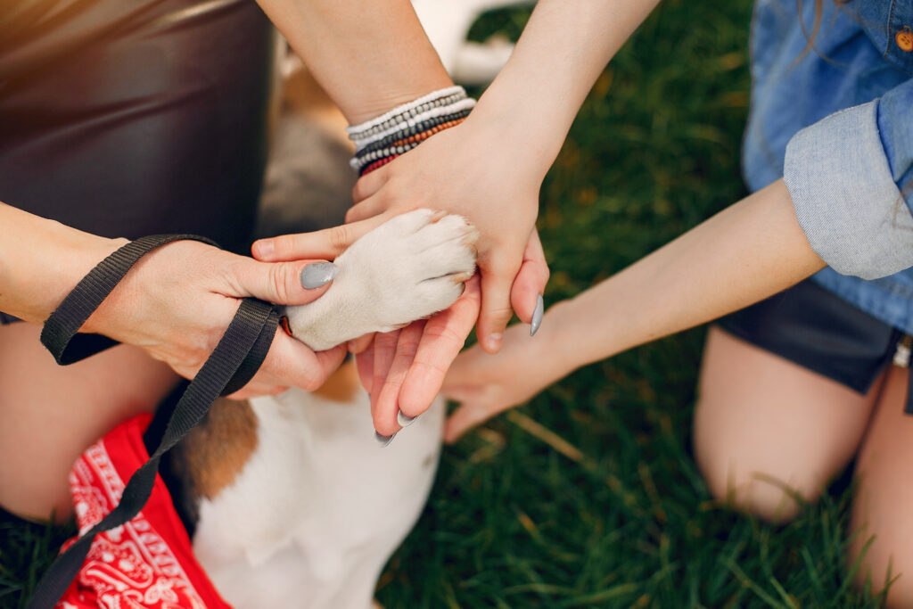 Pet Safety