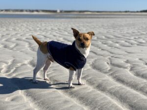 How Dogs React to Changing Weather – Vet Insights