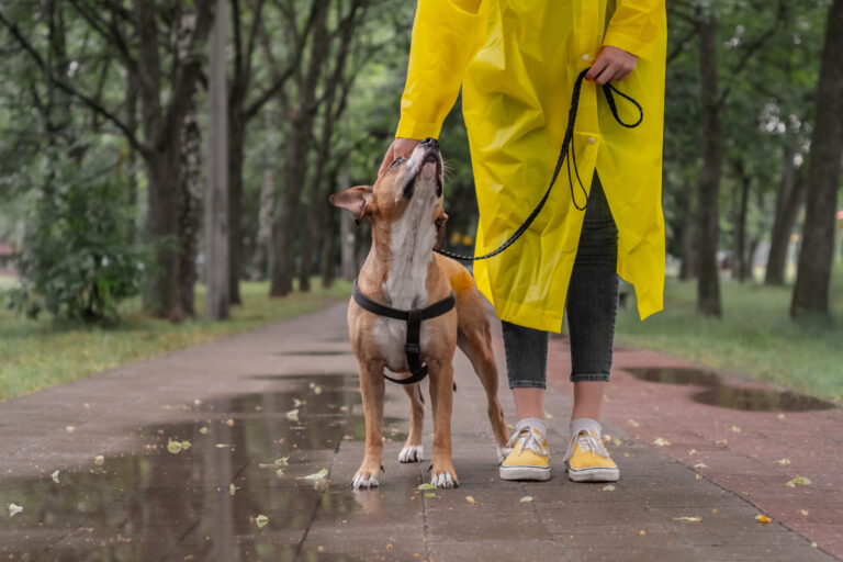 Rainy Day Dog Safety