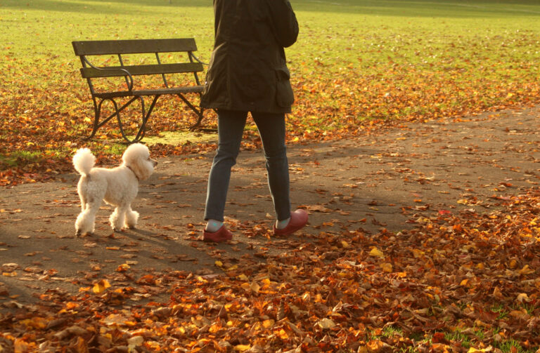 Fall Yard Hazards For Dogs