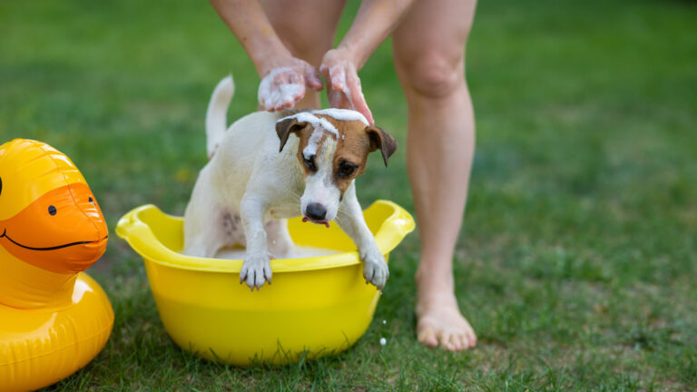 Wet Paw Care For Dogs