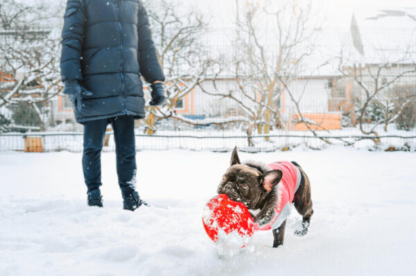Safety First Snow When First Snow Hits: Your 4-Point Safety Checklist for Dogs & Cats