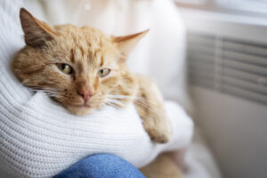 Cat Winter Care: Why Indoor Cats Need Cold Weather Attention