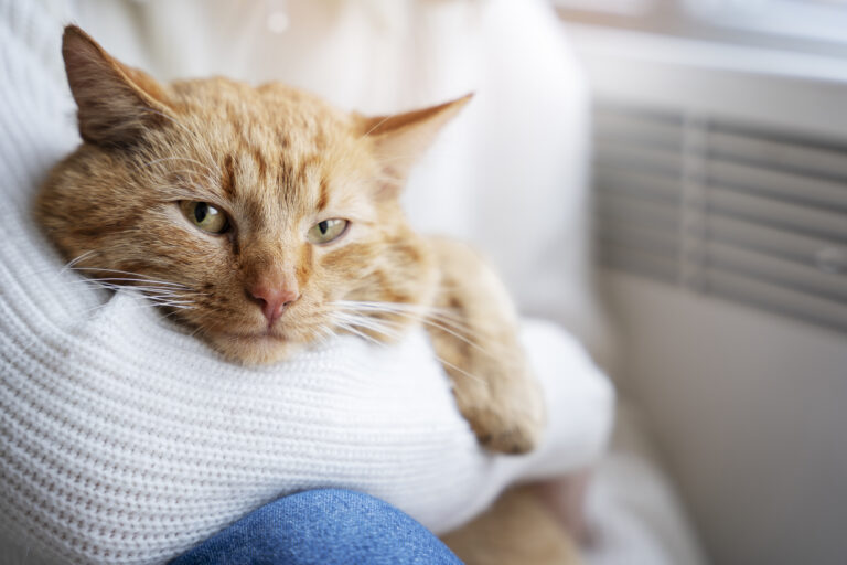 Cat Winter Care: Why Indoor Cats Need Cold Weather Attention