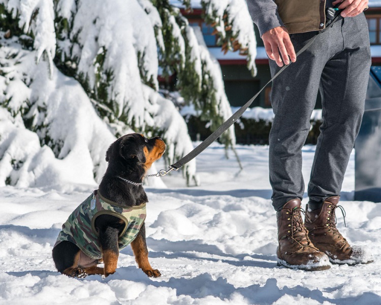 cold weather dog safety