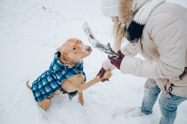 Winter Wellness & Love Your Pet Day
