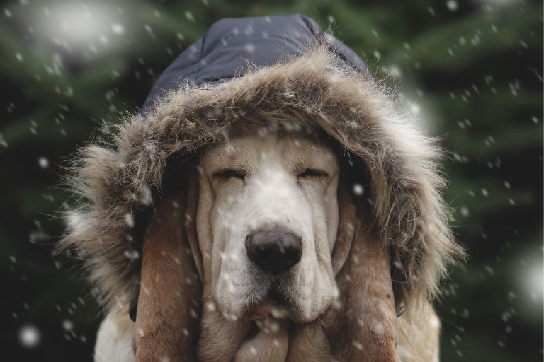 Best Pet Friendly Ice Melts: Safe Solutions for Pets and Concrete