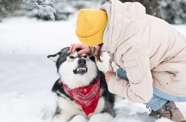 Dog Resting Indoors During Winter Months