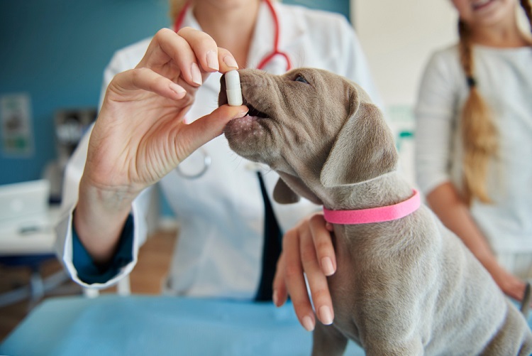 Future Of Pet Medicine